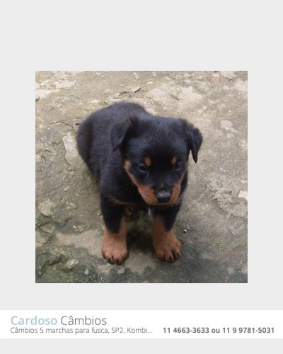 Rottweiler Alemão - Macho