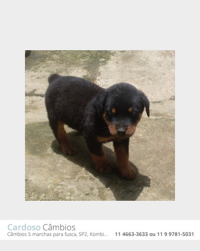 Rottweiler Alemão - Fêmea